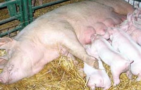 预防母猪压死仔猪的方法 怎样预防母猪产仔后压