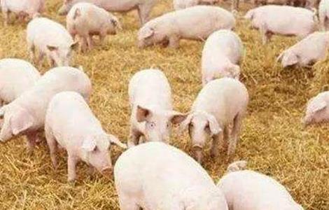 春季如何提高猪群的抵抗力 提高猪群免疫力的措施