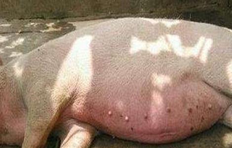 猪饲料中毒或药物中毒的抢救方法 猪饲料中毒症状