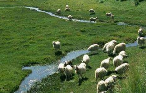肉羊四季放牧管理 肉羊四季放牧管理办法