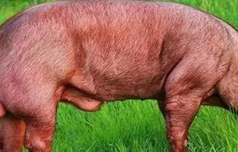 夏季如何保证种猪的配种成功率 有效提高种猪配种成功率的方法
