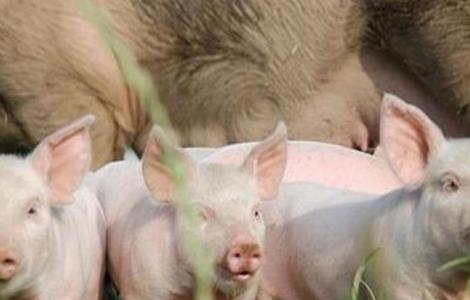 影响母猪产仔数量的有哪些因素 影响母猪产仔数量的有哪些因素分析