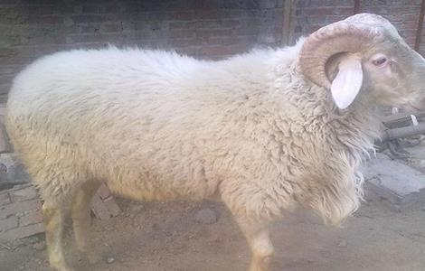 小尾寒羊的配种技术 小尾寒羊和小尾寒羊可以配种吗?