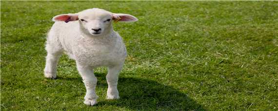 羊的围栏怎么设计 羊的围栏怎么设计好看
