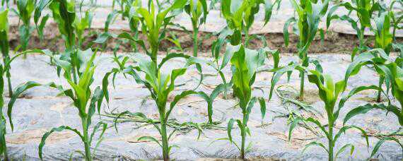玉米叶面肥配方 玉米叶面肥配方比例