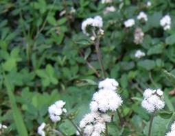 白花藿香蓟的功效与作用 白花藿香蓟怎样食用