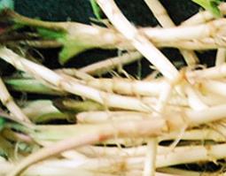 鲜芦根的功效与作用 鲜芦根的功效与作用禁忌