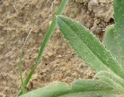 小蓟的药用价值与功效（小蓟的药用价值与功效与作用）