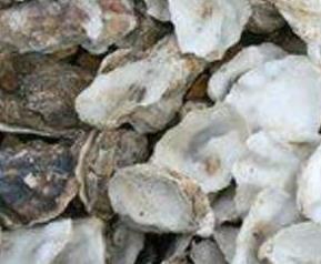 海蛎壳的药用价值与功效作用（中药牡蛎壳的功效与作用）