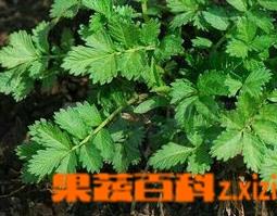 龙芽草图片（龙芽草图片高清图）