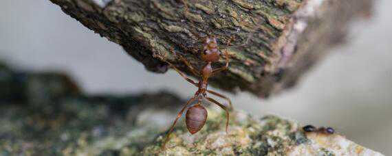 红火蚁用什么药可以杀死 除红火蚁的药