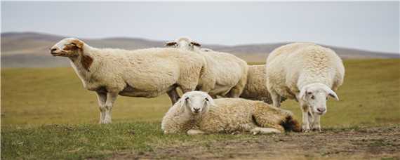 羊吃麦苗违法吗（羊吃麦苗会中毒吗）