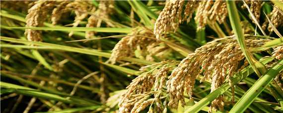 水稻一亩地能产多少斤 江苏水稻一亩地能产多少斤