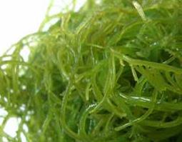 海藻功效与作用 海藻功效与作用与主治