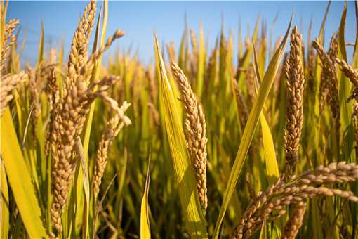 杂交水稻亩产量最高是多少（现在杂交水稻最高亩产量多少）