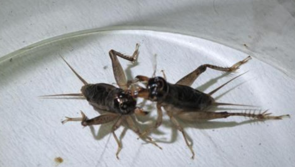 斗蟋蟀养殖技术 蟋蟀的养殖技术