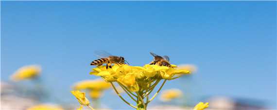 蜜蜂一年分蜂期有几次 蜜蜂一年自然分蜂几次
