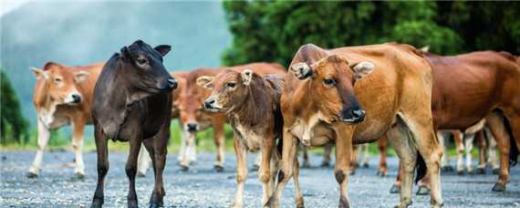 牛的养殖技术与管理 牛的养殖技术及饲养管理