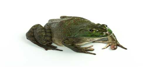 虎纹蛙和黑斑蛙的区别（虎纹蛙和黑斑蛙的区别在哪里）