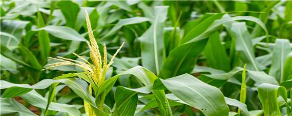 玉米封闭除草剂打完下雨影响吗 玉米打完除草剂多久不怕下雨