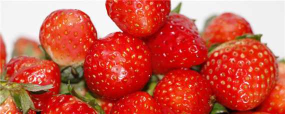 草莓天仙醉的缺点 草莓天仙醉的缺点是什么呢