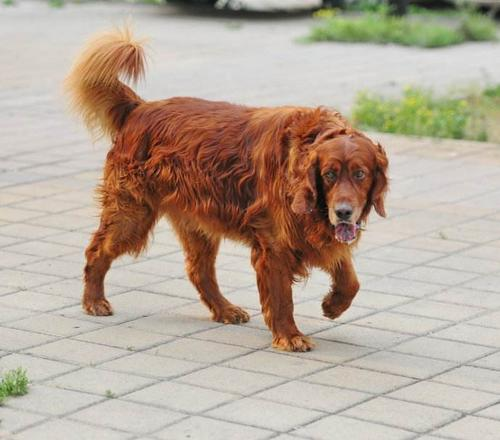 戈登雪达犬好吗（戈登雪达犬幼犬）