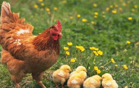 养鸡成本核算方法 养鸡成本核算方法分析