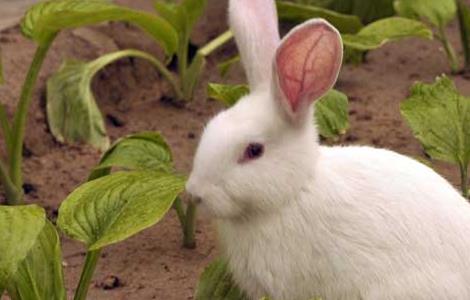 獭兔小兔早断奶管理技术 断奶小兔的饲养管理