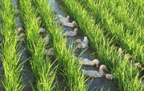 稻鸭共育生态种养技术 稻鸭立体养殖技术把种植和养殖结合