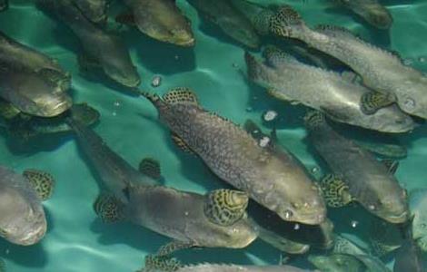 淡水石斑鱼的饲养管理（淡水石斑鱼的生长环境）