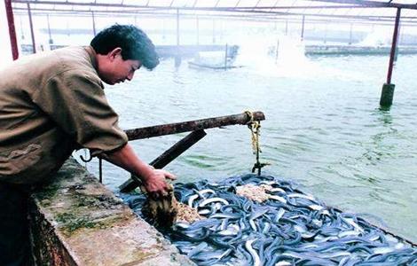 鳗鱼常见疾病及防治（鳗鱼常见疾病及防治措施）