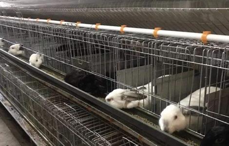 如何提高兔子的繁殖率 如何让兔子繁殖