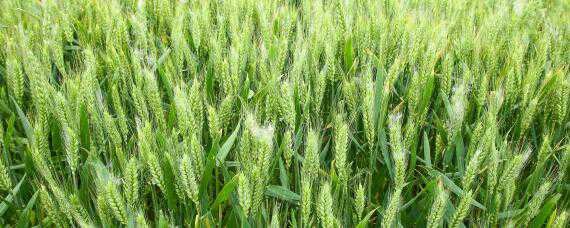 小麦测产方法和步骤 小麦测产方法和步骤图