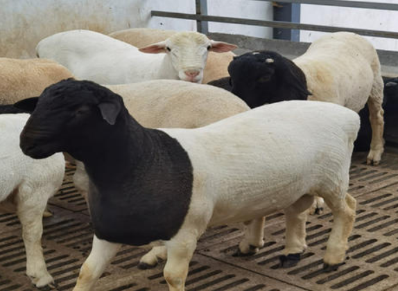 未来杜泊绵羊养殖前景 杜泊绵羊养殖技术