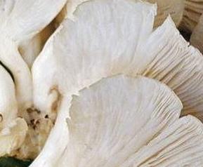 凤尾菇如何做好吃 凤尾菇怎样做好吃