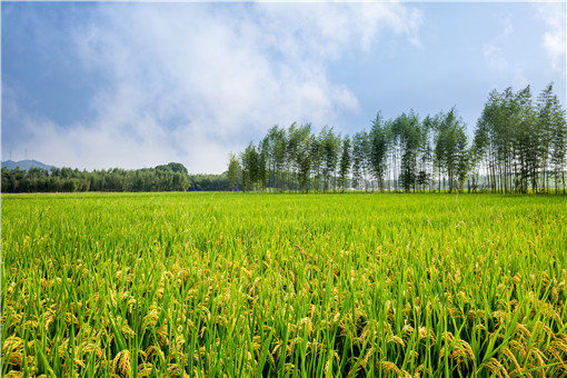 杂交水稻和转基因水稻的区别是什么（杂交水稻和转基因水稻有什么区别?）