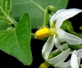 野茄子花的功效和作用 野茄花的药用价值