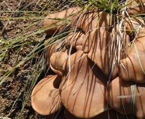 毛尖蘑的功效与作用 干毛尖蘑的食用方法