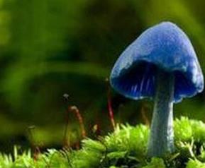 天蓝蘑菇的功效和作用（天蓝蘑菇的功效和作用禁忌）
