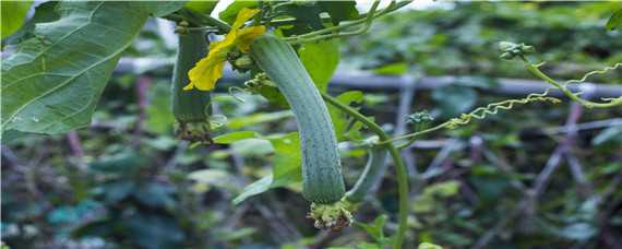 丝瓜的种植方法和技术（丝瓜的种植方法和技术与管理）
