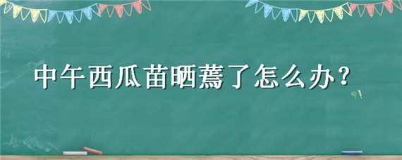 中午西瓜苗晒蔫了怎么办（中午西瓜苗晒蔫了怎么办视频）