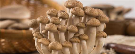 菌菇包可以反复出菇吗 蘑菇菌包能出几次菇