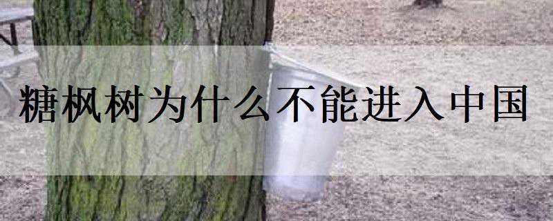 糖枫树为什么不能进入中国 中国有没有糖枫树
