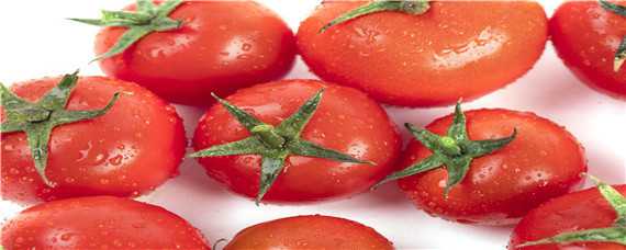番茄的生长规律 番茄的生长规律有哪些