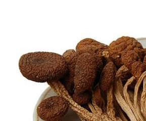 茶树菇营养价值 茶树菇营养价值及功效和禁忌