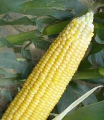 玉米分类,玉米种类划分 玉米品种可以分为哪三种类型
