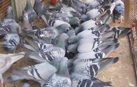 提高肉鸽繁殖率的方法 提高肉鸽繁殖率的方法有