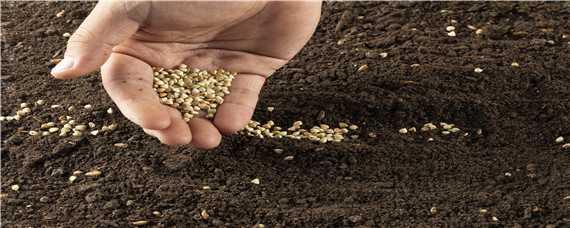 一斤草籽能种多少面积 一斤草籽能种多大面积