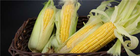 高产的玉米种子品种主要有哪些 高产的玉米种子品种有哪些(3