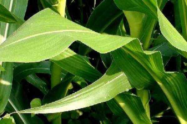 为什么种玉米要剪叶，原因有哪些 为什么种玉米要剪叶,原因有哪些方法